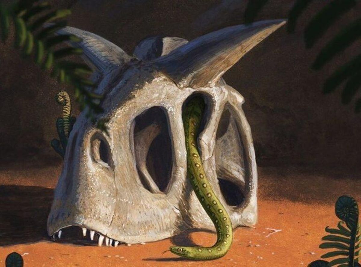 Las serpientes evolucionaron gracias a la desaparición de los dinosaurios Las serpientes evolucionaron gracias a la desaparición de los dinosaurios