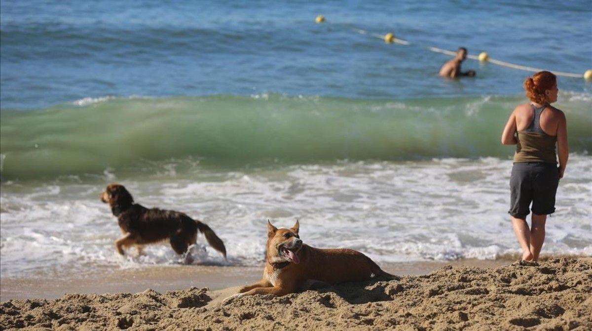 Gavà estrenará en julio una playa para perros