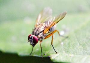 Investigan si moscas y cucarachas pueden transmitir el covid