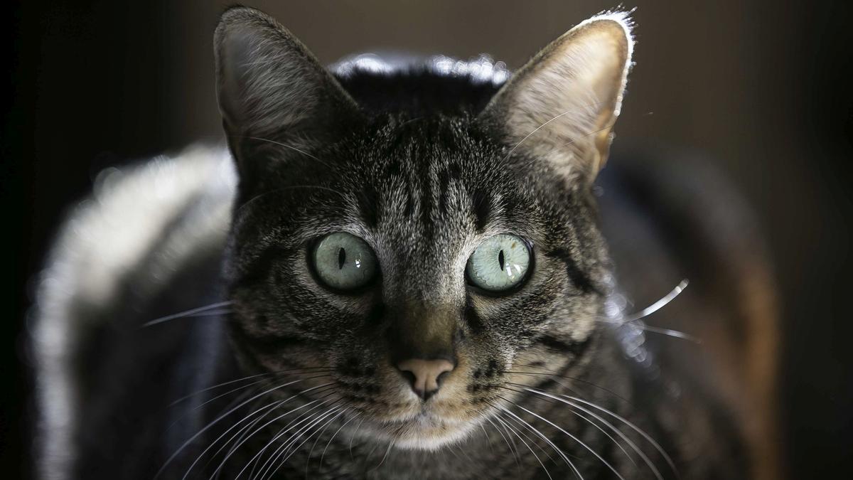 La ciència condemna el gat: «És el depredador invasiu més nociu per a la biodiversitat»
