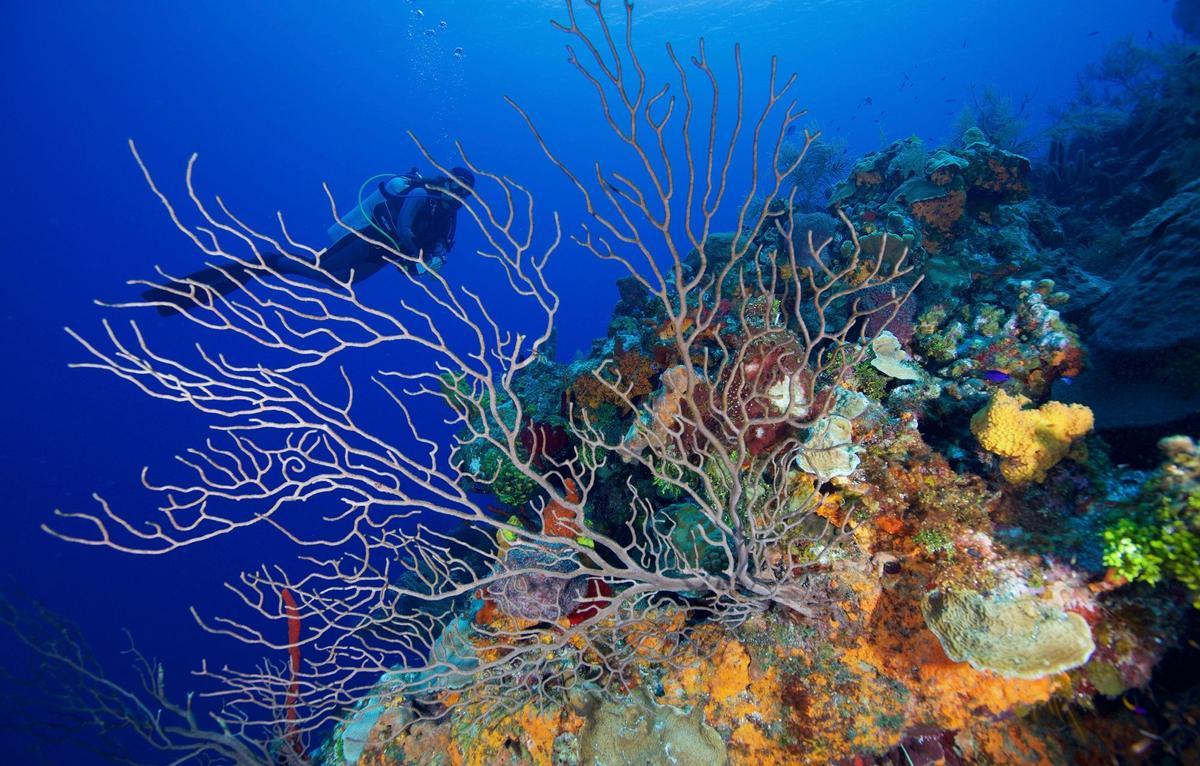 Los corales sanos también cantan: esta es su música