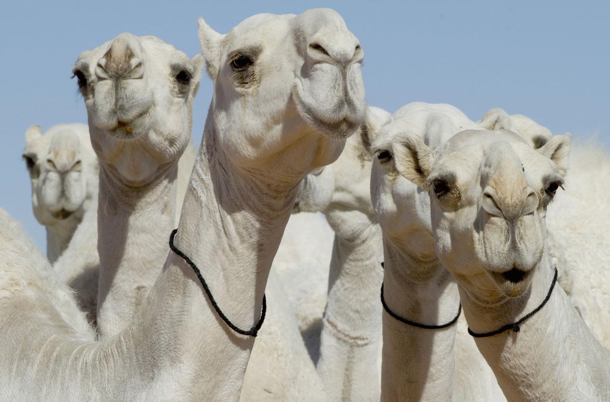 Descalificados 43 camellos en un concurso de belleza por ponerles botox