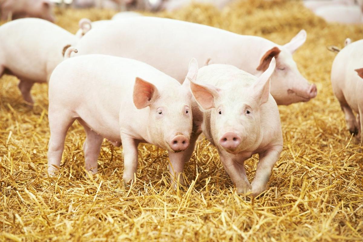 Augmenta la resistència als antibiòtics en animals de granja