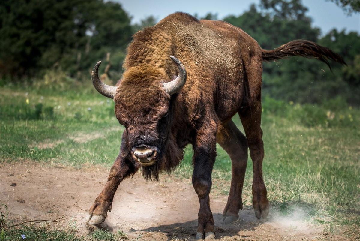 Parto sorpresa: una bisonte salvaje da a luz en el Reino Unido por primera  vez en