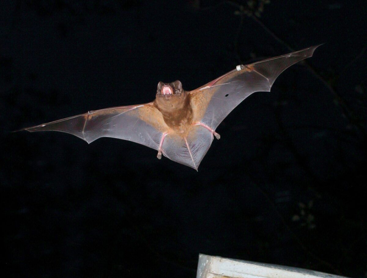 Identified in a group of bats the closest 'relatives' to the covid19