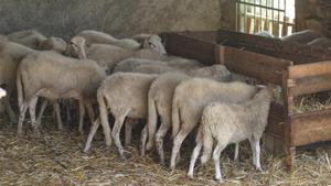 Unas ovejas.