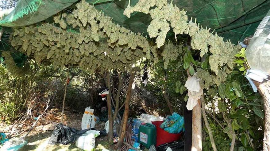 Desarticulada una banda que cultivaba marihuana en bosques de Tarragona - Vimarsana News