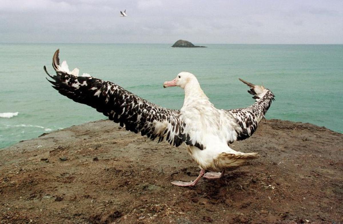 Un albatros en la playa Muriwai, cerca de Auckland.