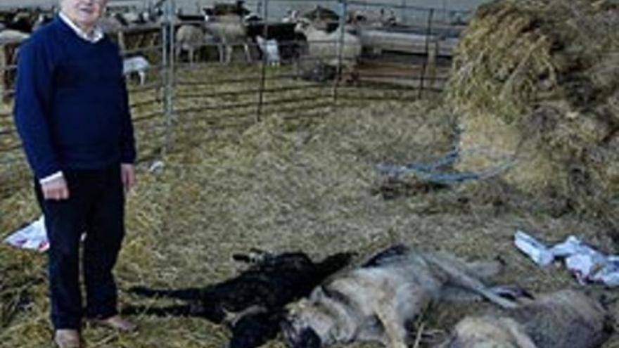 cubo persecucion marca Los Mossos sacrifican en Lleida a tres perros asesinos de ovejas