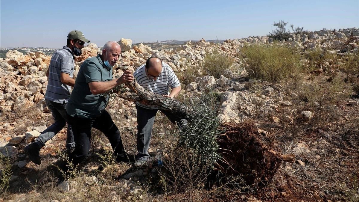 Tres palestinos intentan plantar de nuevo un olivo arrancado por un bulldozer israelí en Cisjordania, cerca del asentamiento de Ariel. Tres palestinos intentan plantar de nuevo un olivo arrancado por un bulldozer israelí en Cisjordania, cerca del asentamiento de Ariel.