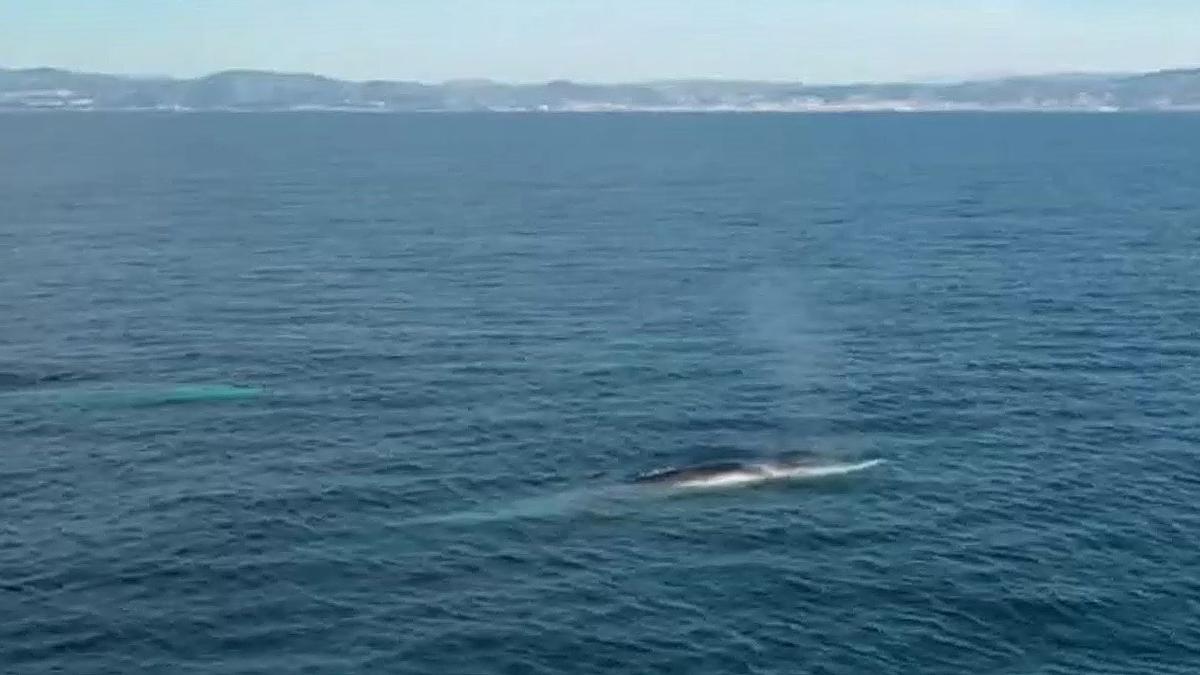 Avistadas 222 ballenas en la costa catalana esta primavera
