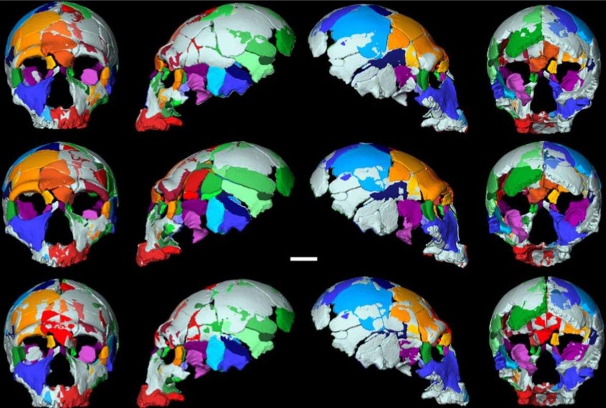 Reconstrucciones de uno de los cráneos hallados en Apidima Reconstrucciones de uno de los cráneos hallados en Apidima