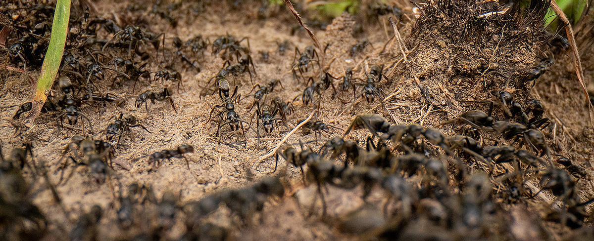 Este es el número de hormigas que hay en la Tierra y que seguro que no sabías