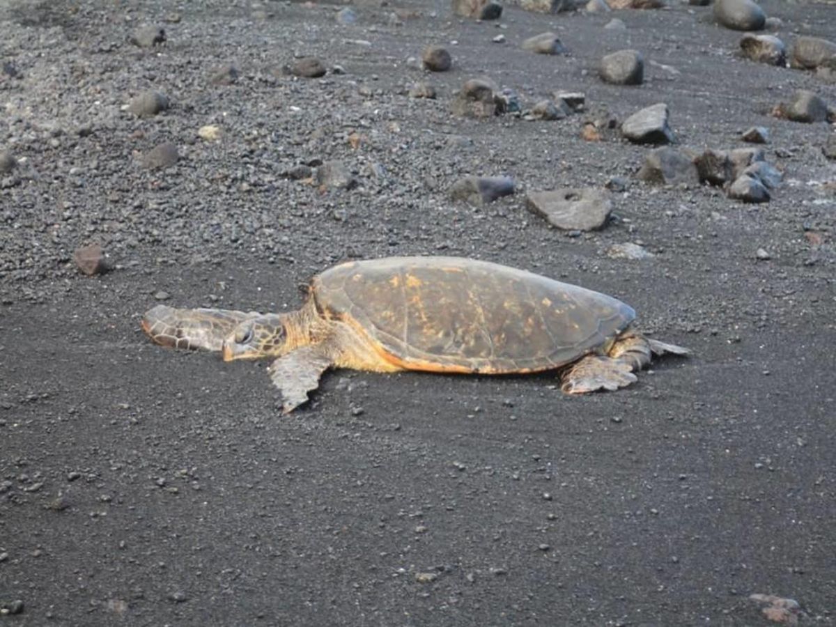 La tortuga verde de Canarias está cambiando de conducta por el turismo La tortuga verde de Canarias está cambiando de conducta por el turismo