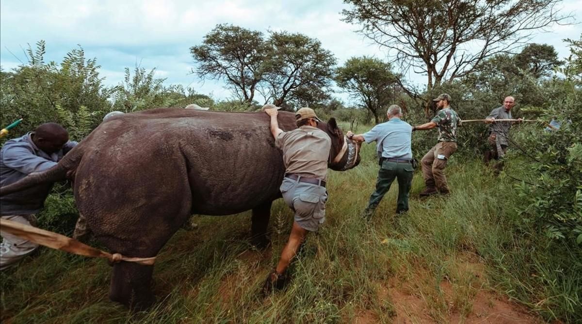 Llegada de los rinocerontes negros a Ruanda procedentes de Sudáfrica. Llegada de los rinocerontes negros a Ruanda procedentes de Sudáfrica.