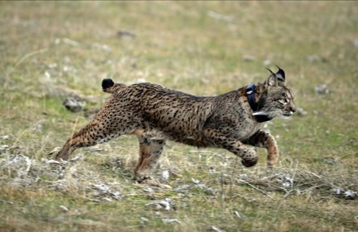 Un lince ibérico liberado en una finca de Villafranca de Córdoba. Un lince ibérico liberado en una finca de Villafranca de Córdoba.
