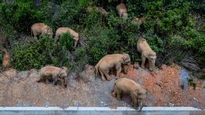 Foto aérea de los elefantes peregrinos en la ciudad de Yuxi, el 29 de mayo