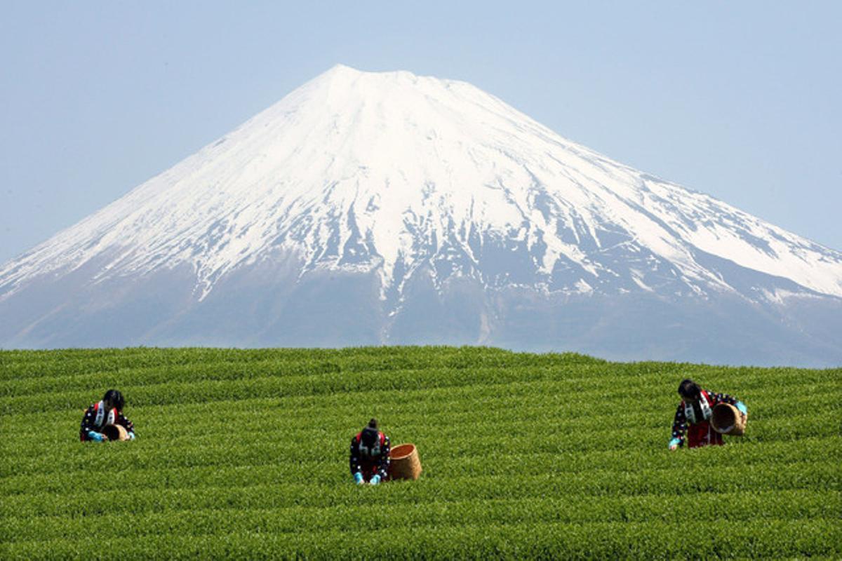 El monte Fuji, visto desde un campo de té en la provincia de Shizuoka.