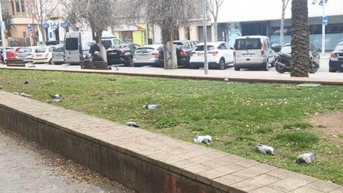 Los cuerpos de varias palomas muertas en el barrio de Pep Ventura de Badalona.