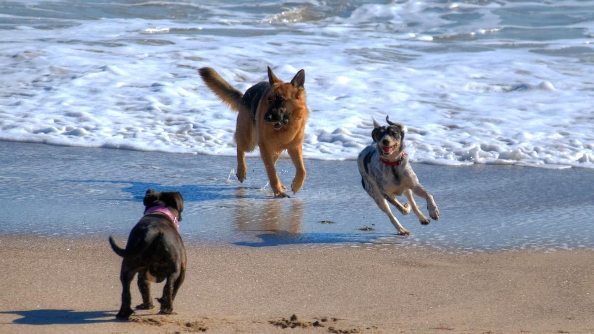 Unos perros corretean por la playa.