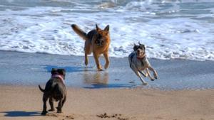 Unos perros corretean por la playa.