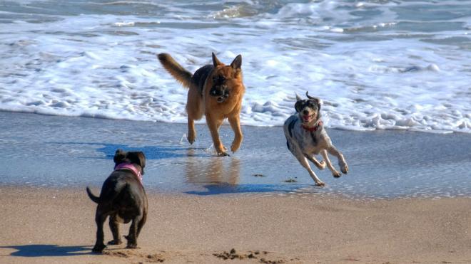 Unos perros corretean por la playa.