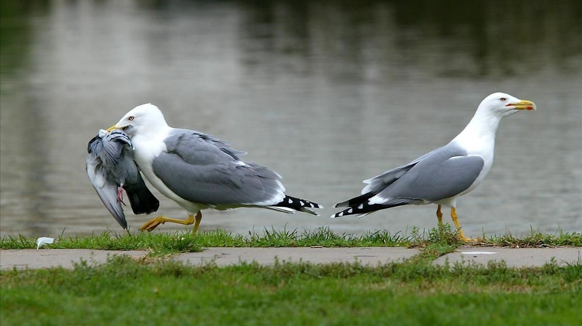Una gaviota se come una paloma en Barcelona. Una gaviota se come una paloma en Barcelona.