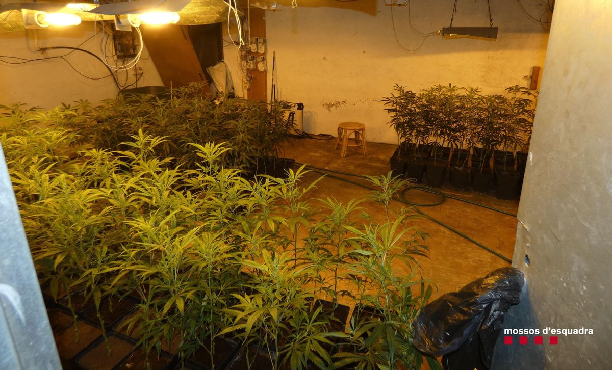 El cultivo de marihuana en una masía de Riudarenes El cultivo de marihuana en una masía de Riudarenes
