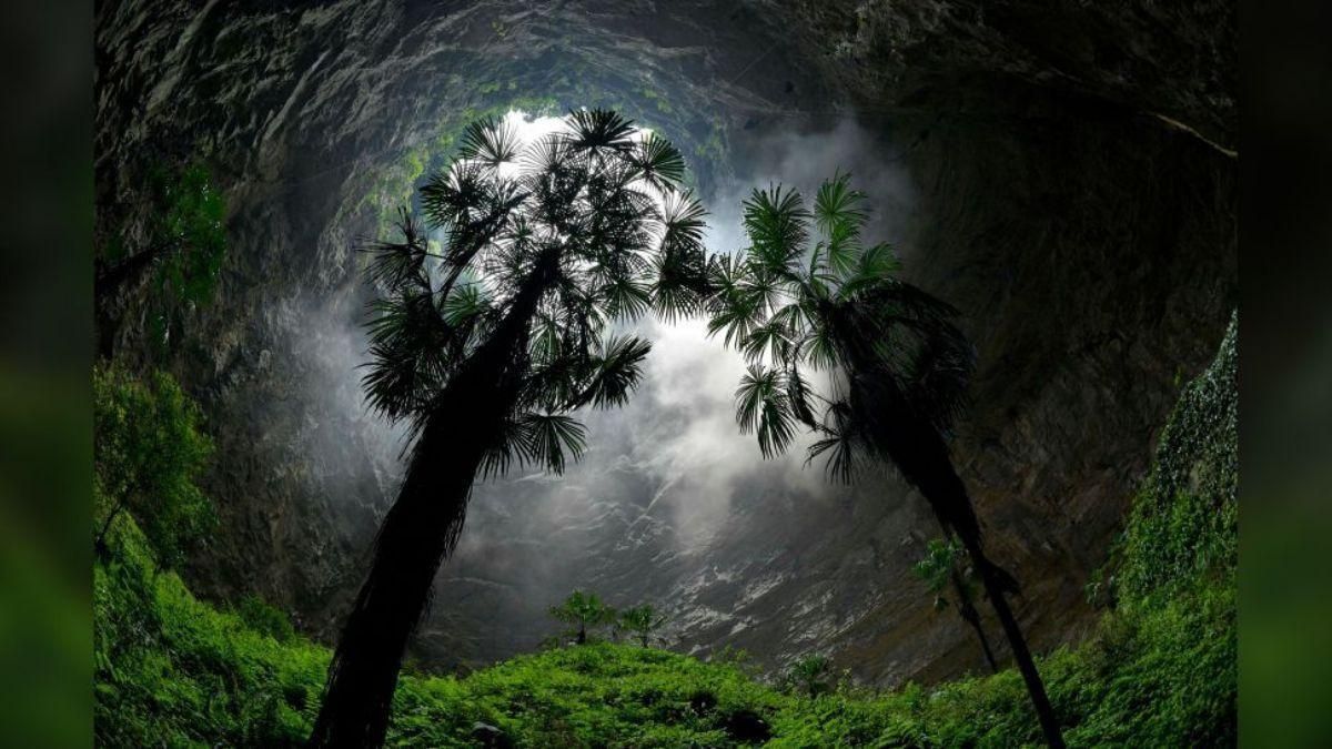 Descubren en China un gigantesco bosque a 192 metros de profundidad Descubren en China un gigantesco bosque a 192 metros de profundidad