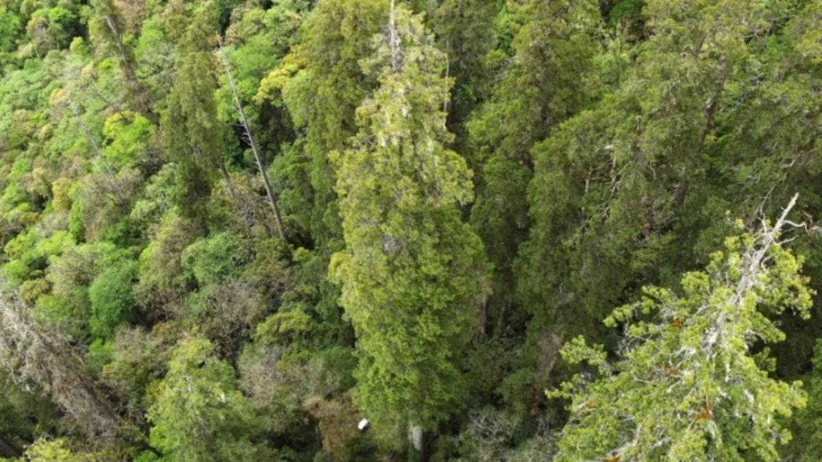 El arbol mas longevo del mundo