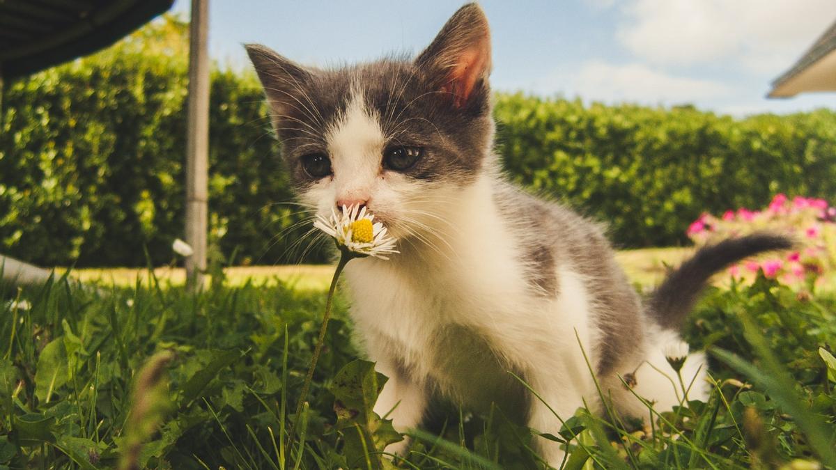 Un gato olisquea una flor en un jardín.