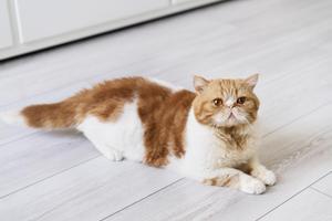 Guía para elegir arenero cerrado para gatos: ¿Cuál es el mejor modelo?
