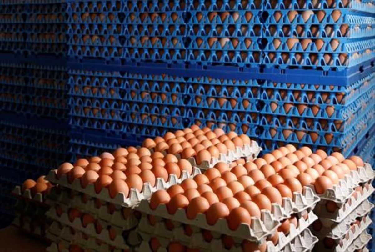 Huevos envasados para la venta en una granja de Wortel (Belgica), ayer. Huevos envasados para la venta en una granja de Wortel (Belgica), ayer.