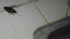 Una cucaracha en la encimera de una cocina, cerca del fregadero