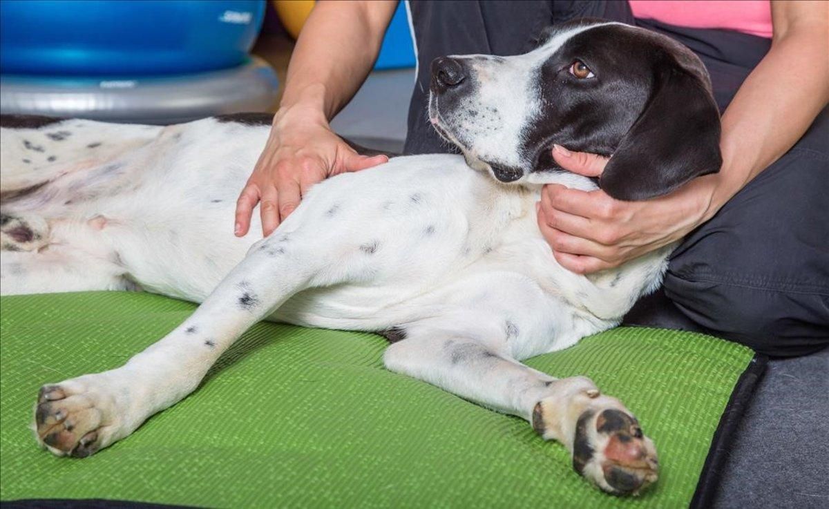 Un perro recibe tratamiento. Un perro recibe tratamiento.