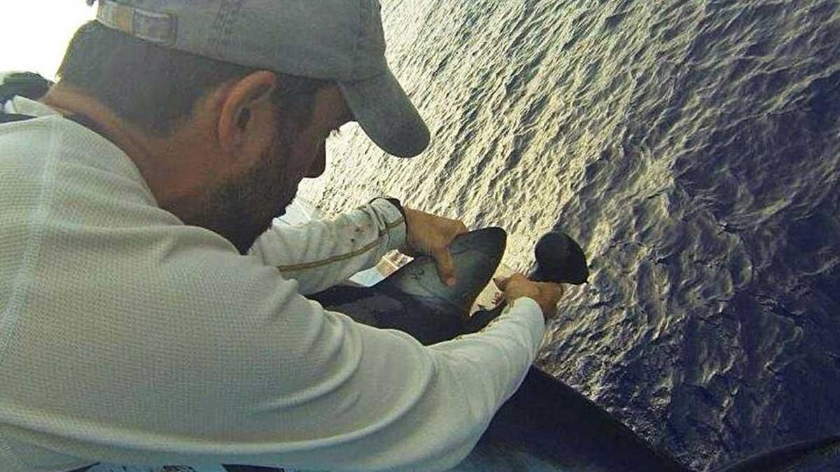 Gonzalo Mucientes, durante el marcaje de un ejemplar de tiburón azul en el Atlántico. Gonzalo Mucientes, durante el marcaje de un ejemplar de tiburón azul en el Atlántico.