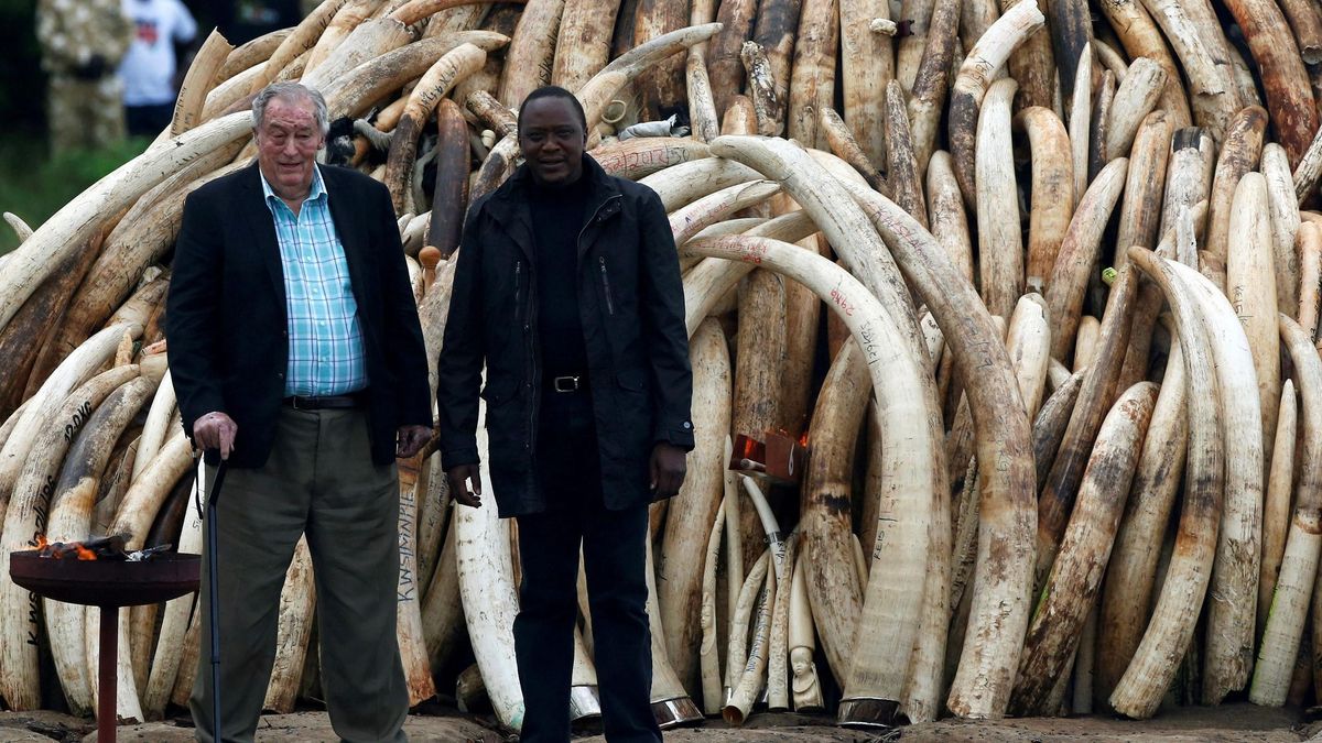 Richard Leakey, junto al presidente de Kenia, antes de incinerar toneladas de marfil incautado. Richard Leakey, junto al presidente de Kenia, antes de incinerar toneladas de marfil incautado.