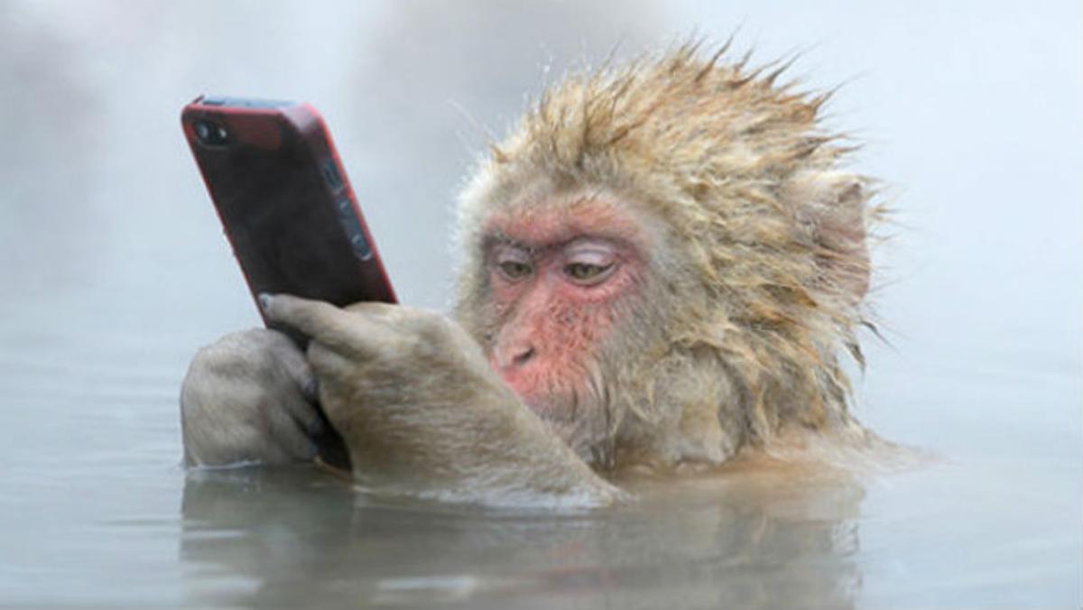 Un mico, l'iphone i l'hora del bany