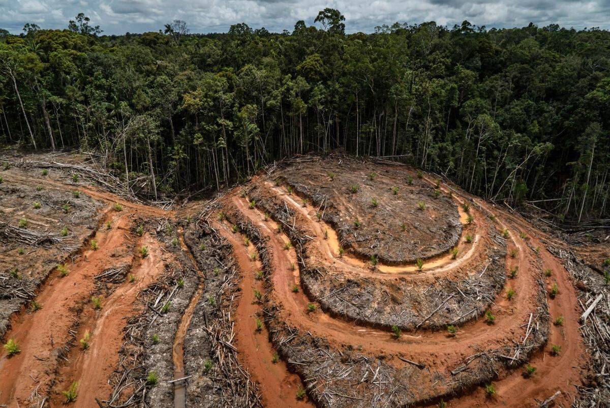 «La humanidad corre peligro por el declive de la biodiversidad», clama la ONU «La humanidad corre peligro por el declive de la biodiversidad», clama la ONU