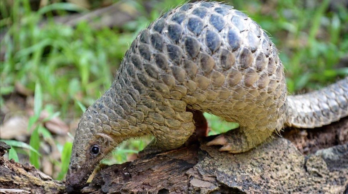Ejemplar de pangolín. Ejemplar de pangolín.