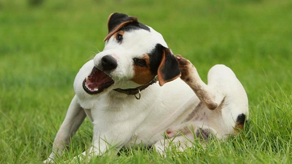 Dermatitis en els gossos: tipus, símptomes i tractament