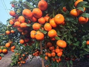 El comerç centreeuropeu ja ven les mandarines al doble de preu que les cadenes espanyoles