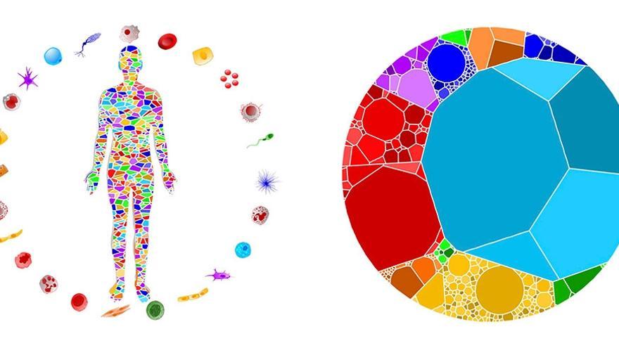 Un estudio identifica que un contaminante ambiental puede cambiar la epigenética de las células