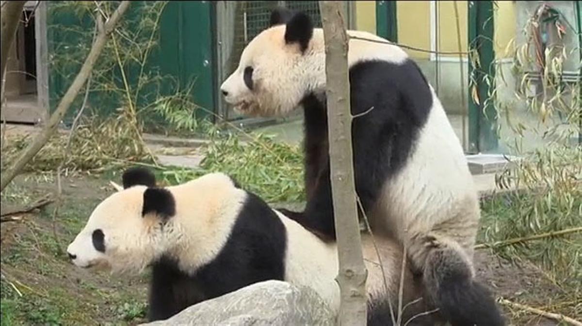 Botánico vacío guirnalda Dos osos pandas, grabados mientras se aparean en el Zoo de Viena