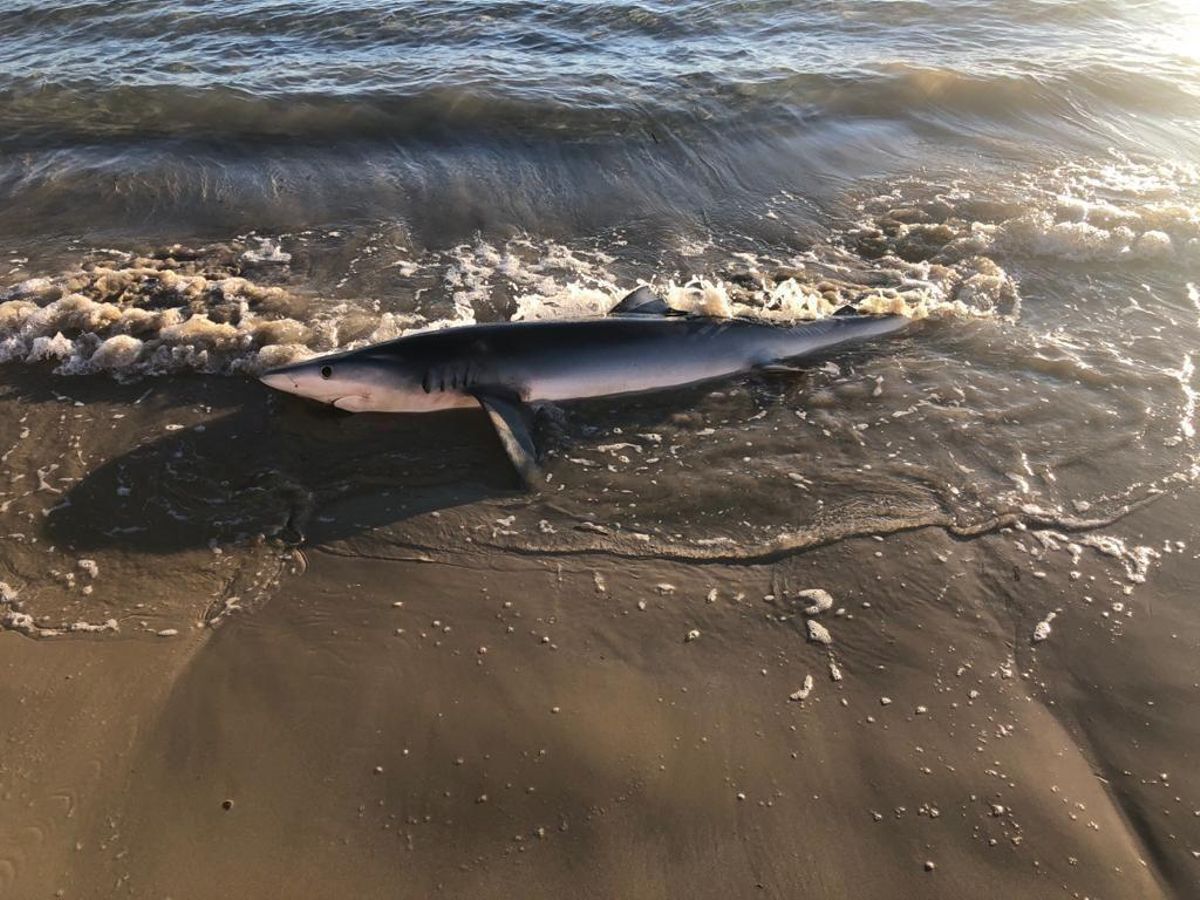 Las olas impedían al animal volver al mar Las olas impedían al animal volver al mar