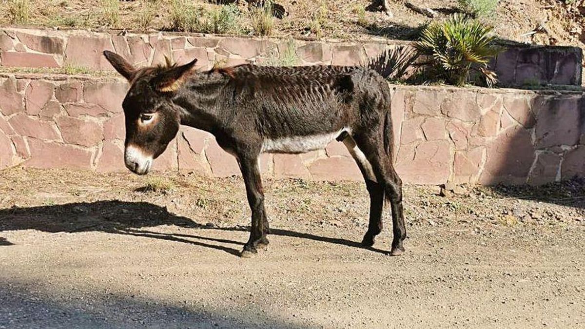 Mueren diez de los 50 burros ‘antiincendios’ del Desert de les Palmes. Mueren diez de los 50 burros ‘antiincendios’ del Desert de les Palmes.