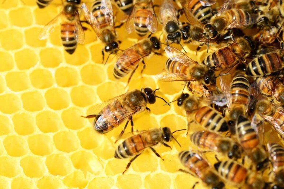 78 españoles murieron entre 1999 y 2018 por picaduras de abejas y avispas 78 españoles murieron entre 1999 y 2018 por picaduras de abejas y avispas