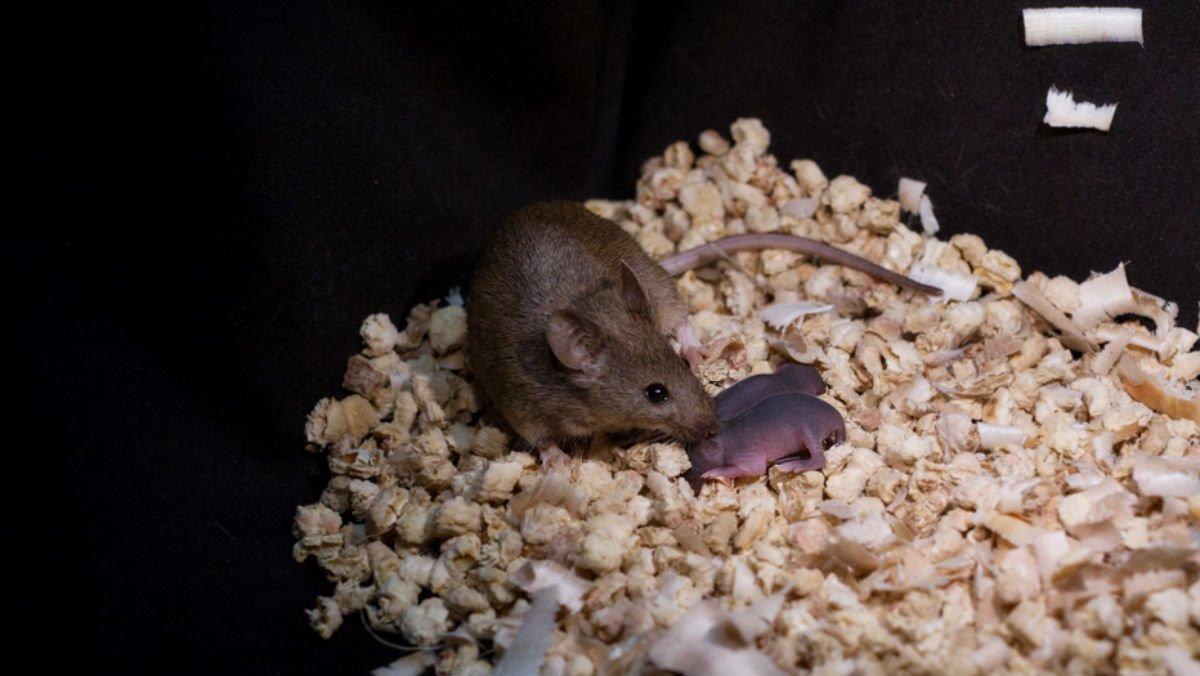 Ratona nacida de dos madres junto a sus crías