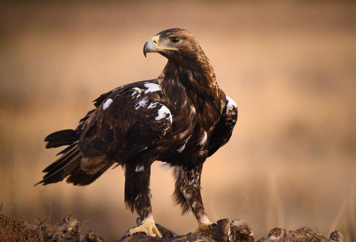 El águila imperial ibérica pasa de 39 parejas a 841 en sólo 50 años El águila imperial ibérica pasa de 39 parejas a 841 en sólo 50 años