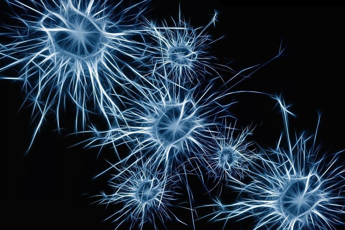 Neuronas, la clave de un cerebro saludable